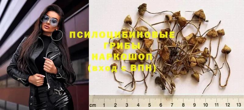 Галлюциногенные грибы Psilocybe  Кологрив 